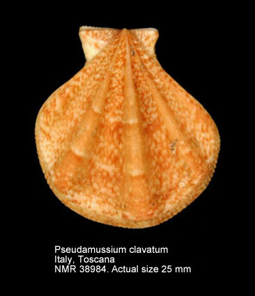 Pseudamussium clavatum.jpg - Pseudamussium clavatum(Poli,1795)